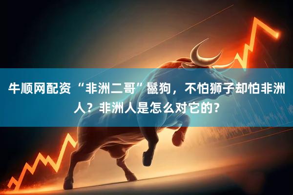 牛顺网配资 “非洲二哥”鬣狗，不怕狮子却怕非洲人？非洲人是怎么对它的？